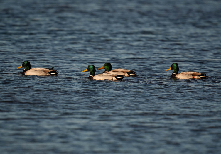 Türkiye’nin en kalabalık kuş türü: Sakarmeke